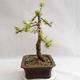 Venkovní bonsai -Larix decidua - Modřín opadavý VB2019-26702 - 4/4