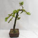 Venkovní bonsai -Larix decidua - Modřín opadavý VB2019-26704 - 4/5