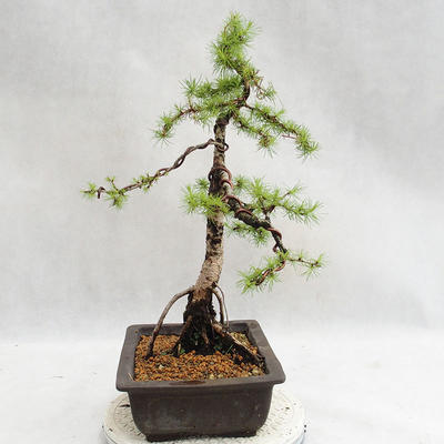 Venkovní bonsai -Larix decidua - Modřín opadavý VB2019-26707 - 4
