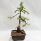 Venkovní bonsai -Larix decidua - Modřín opadavý VB2019-26707 - 4/5