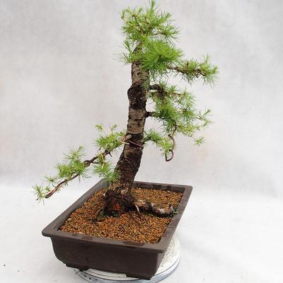 Venkovní bonsai -Larix decidua - Modřín opadavý VB2019-26708 - 4