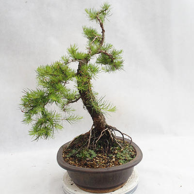 Venkovní bonsai -Larix decidua - Modřín opadavý VB2019-26709 - 4