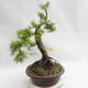 Venkovní bonsai -Larix decidua - Modřín opadavý VB2019-26709 - 4/5