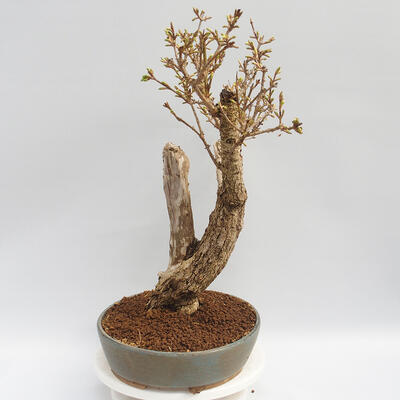 Vonkajší bonsai - Zlatice - Forsythia intermedia Week End - 4