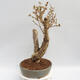 Vonkajší bonsai - Zlatice - Forsythia intermedia Week End - 4/4