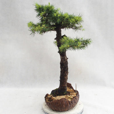 Venkovní bonsai -Larix decidua - Modřín opadavý VB2019-26710 - 4