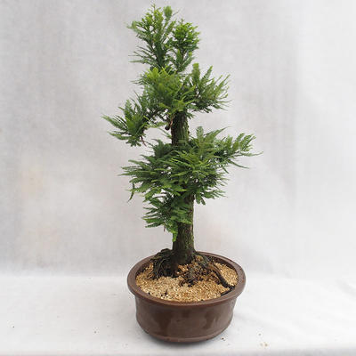 Venkovní bonsai - Metasequoia glyptostroboides - Metasekvoje čínská malolistá  VB2019-26711 - 4