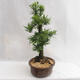 Venkovní bonsai - Metasequoia glyptostroboides - Metasekvoje čínská malolistá  VB2019-26711 - 4/6