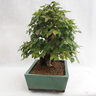 Venkovní bonsai - Habr korejsky - Carpinus carpinoides VB2019-26715 - 4