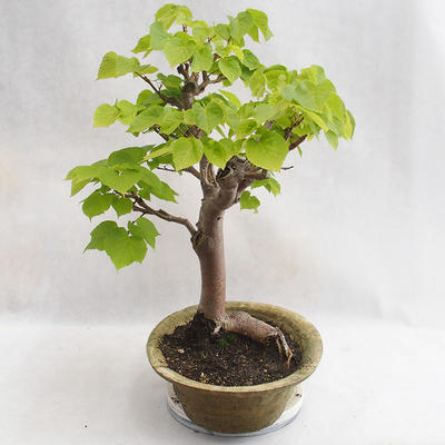 Venkovní bonsai - Lípa srdčitá - Tilia cordata 404-VB2019-26717 - 4
