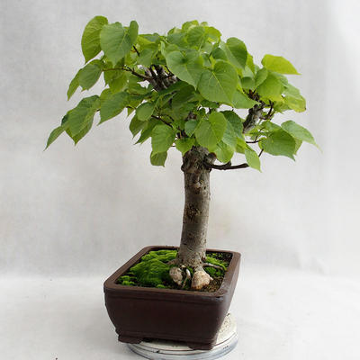 Venkovní bonsai - Lípa srdčitá - Tilia cordata 404-VB2019-26718 - 4