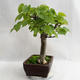 Venkovní bonsai - Lípa srdčitá - Tilia cordata 404-VB2019-26718 - 4/5