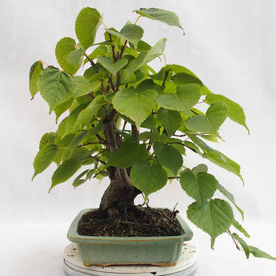 Venkovní bonsai - Lípa srdčitá - Tilia cordata 404-VB2019-26719 - 4