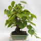 Venkovní bonsai - Lípa srdčitá - Tilia cordata 404-VB2019-26719 - 4/5