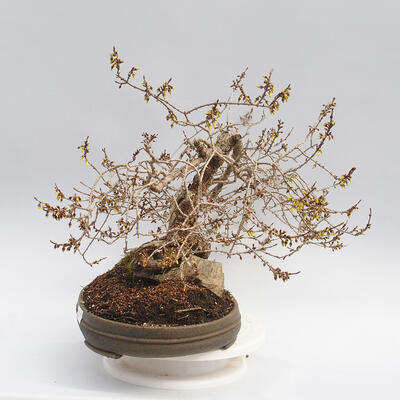 Venkovní bonsai - Zlatice - Forsythia intermedia maluch - 4