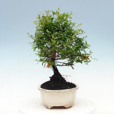 Pokojová bonsai-PUNICA granatum nana-Granátové jablko - 4