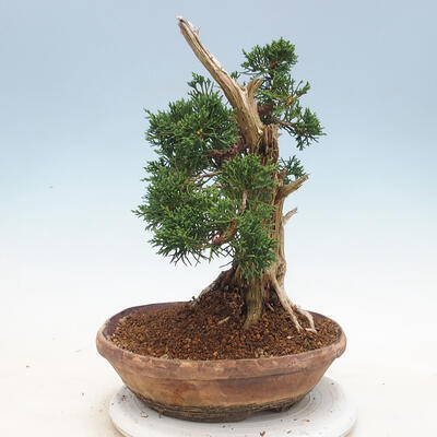 Venkovní bonsai - Juniperus chinensis -Jalovec čínský - 4