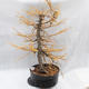 Venkovní bonsai -Modřín opadavý - Larix decidua - 4/6