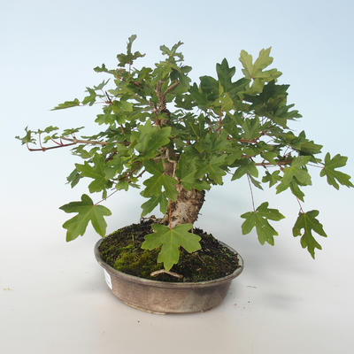 Venkovní bonsai-Acer campestre-Javor babyka 408-VB2019-26807 - 4