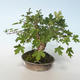 Venkovní bonsai-Acer campestre-Javor babyka 408-VB2019-26807 - 4/5