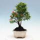 Pokojová bonsai-PUNICA granatum nana-Granátové jablko - 4/6