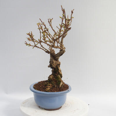 Venkovní bonsai - Zlatice - Forsythia intermedia Week End - 4