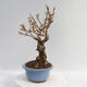 Venkovní bonsai - Zlatice - Forsythia intermedia Week End - 4/5