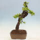 Venkovní bonsai -Larix decidua - Modřín opadavý - 4/7