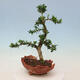 Pokojová bonsai - Buxus harlandii - korkový buxus - 4/7
