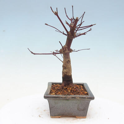 Venkovní bonsai - Javor palmatum DESHOJO - Javor dlanitolistý - 4