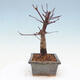Venkovní bonsai - Javor palmatum DESHOJO - Javor dlanitolistý - 4/6