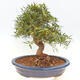 Pokojová bonsai - Ficus nerifolia -  malolistý fíkus - 4/6