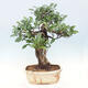 Pokojová bonsai - Ficus kimmen -  malolistý fíkus - 4/6