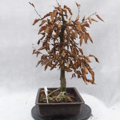 Venkovní bonsai -Habr obecný - Carpinus carpinoides - 4