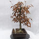 Venkovní bonsai -Habr obecný - Carpinus carpinoides - 4/5