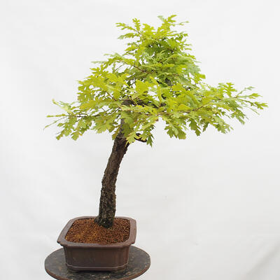 Venkovní bonsai Quercus Cerris - Dub Cer - 4