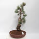 Venkovní bonsai - Pinus parviflora - borovice drobnokvětá - 4/4