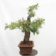 Venkovní bonsai Quercus Cerris - Dub Cer - 4/6