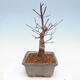 Venkovní bonsai - Javor palmatum DESHOJO - Javor dlanitolistý - 4/6