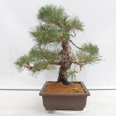 Venkovní bonsai - Pinus thunbergii - Borovice thunbergova - 4