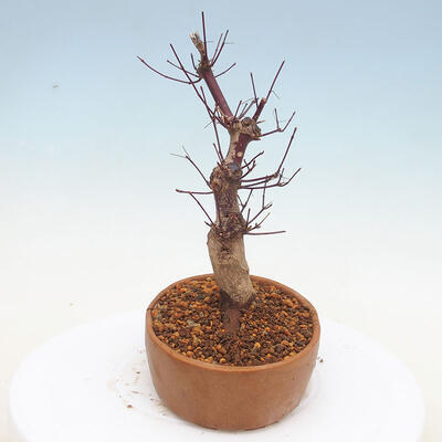 Venkovní bonsai - Javor palmatum DESHOJO - Javor dlanitolistý - 4