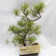 Venkovní bonsai -Borovice lesní - Pinus sylvestris - 4/7