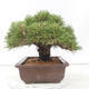 Venkovní bonsai - Pinus thunbergii - Borovice thunbergova - 4/4