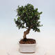 Pokojová bonsai - Olea europaea sylvestris -Oliva evropská drobnolistá - 4/5