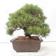 Venkovní bonsai - Pinus thunbergii - Borovice thunbergova - 4/4