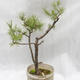 Venkovní bonsai -Borovice lesní - Pinus sylvestris - 4/6