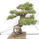 Venkovní bonsai - Pinus thunbergii - Borovice thunbergova - 4/6