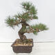 Venkovní bonsai - Pinus thunbergii - Borovice thunbergova - 4/5