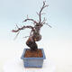 Venkovní  bonsai -  Pseudocydonia sinensis - Kdouloň čínská - 4/7