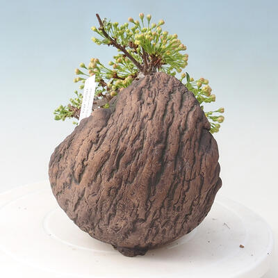 Venkovní bonsai - Malus sargentii -  Maloplodá jabloň - 4